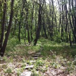 image (1)