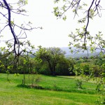 image (2)