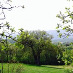 vista